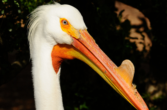 white pelican with breeding node