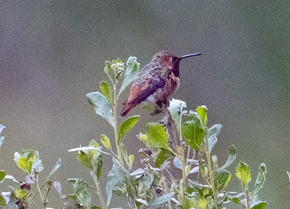 Allen's Hummer