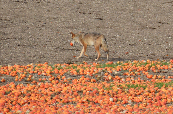 coyote w/persimmon