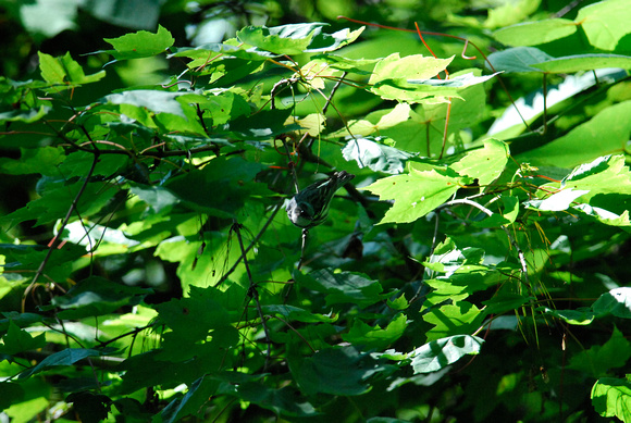 Cerulean warbler (Setophaga cerulea) in oak top