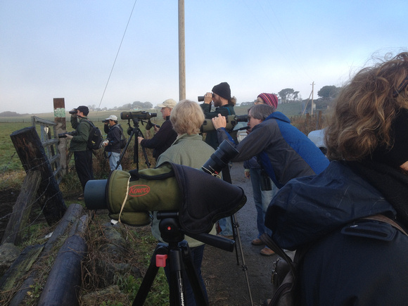 Stakeout for Little Bunting