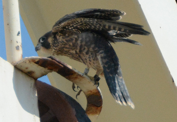 Fruitvale Falcon Bridget 77F