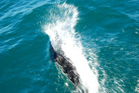 Dall's Porpoise rooster-tailing