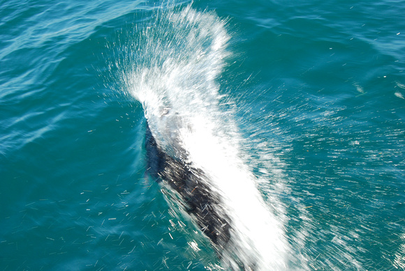 Dall's Porpoise rooster-tailing