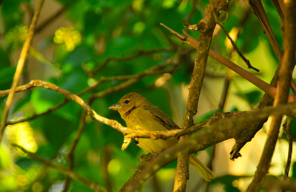 Summer tanager-female