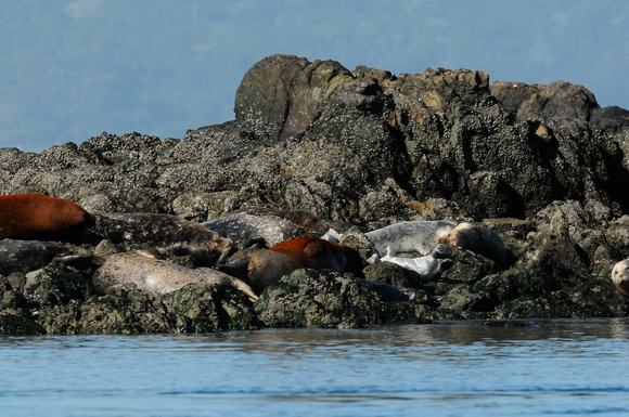 The Castro rocks harbor seal colony