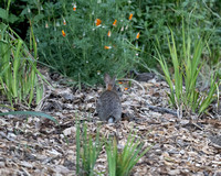 Brush Rabbit baby