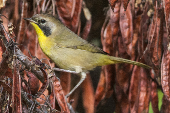 Common Yellowthroat- imm. male