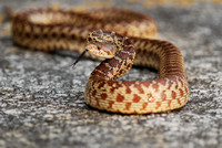 Gopher Snake {Pituophis melanoleucus)