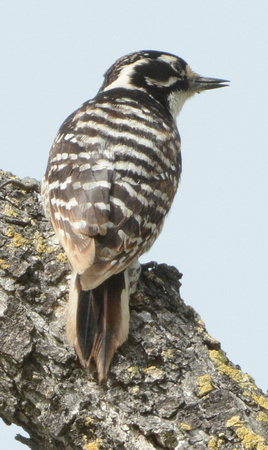 Nuttall's Woodpecker juvenile