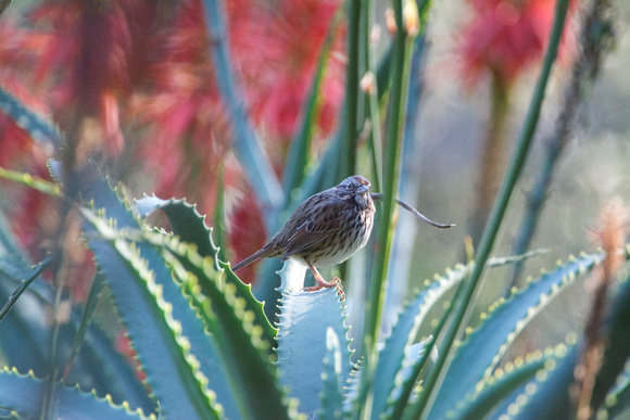 song sparrow in agave