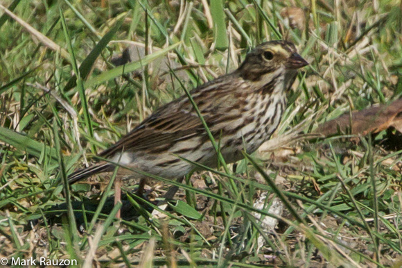 Belding's/Bryant's Savannah Sparrow?