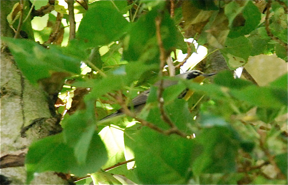 Yellow-throated warbler (Setophaga  dominica)