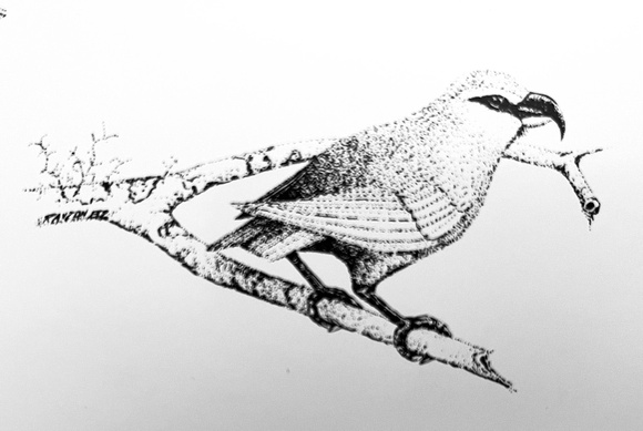 Maui Parrotbill- male (Kiwikui)