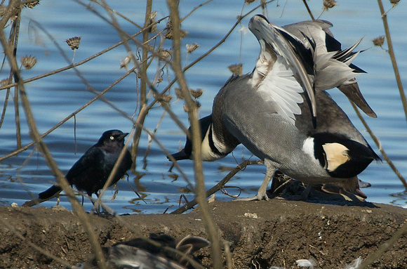 Falcated Duck displaying to blackbird