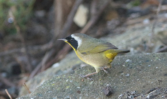 Common Yellowthroat -  male