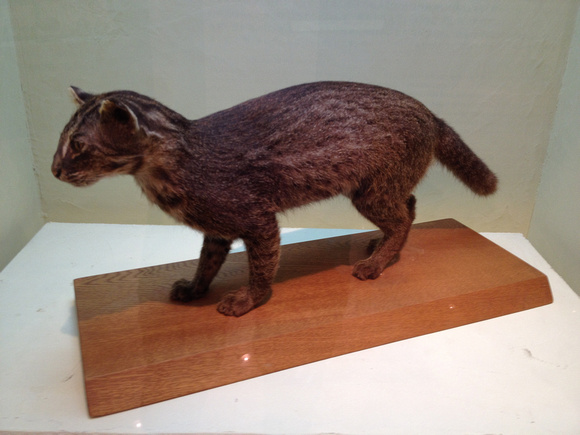 Iriomote Cat specimen