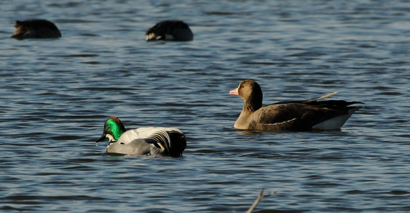 Falcated Duck (Anas falcata) with white-fronted goose