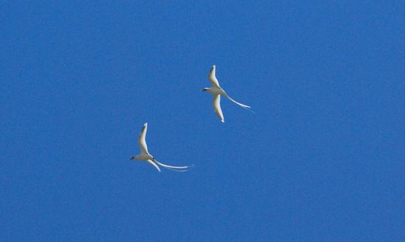 White-tailed Tropicbirds