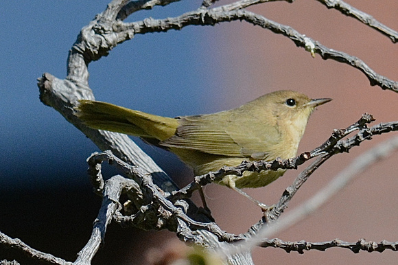 Common Yellowthroat- female