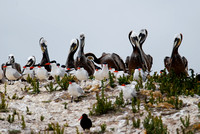 Pelicans and Terns