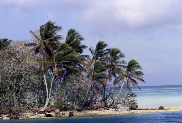Palmyra Atoll, dying pisonia trees