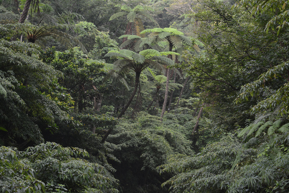 Yambaru Forest on  Okinawa