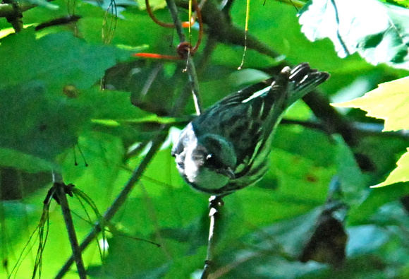 Cerulean Warbler, (Setophaga cerulea) Bake Oven Knob Road