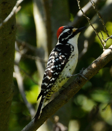 Nuttall's Woodpecker {Picoides nuttallii}