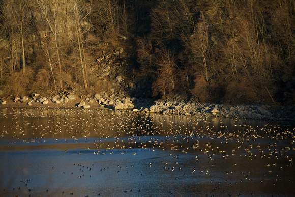 Fogelsville Quarry filled with geese at sunset