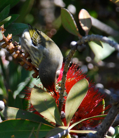 Cape May Warbler nectaring in bottlebrush