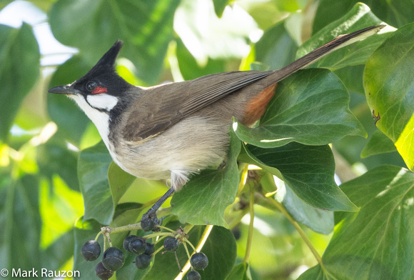 Red-whiskered Bulbul- introduced cage birds from SoCal showed up in NORCAL.