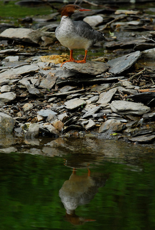 Common Merganser, Jorden Creek