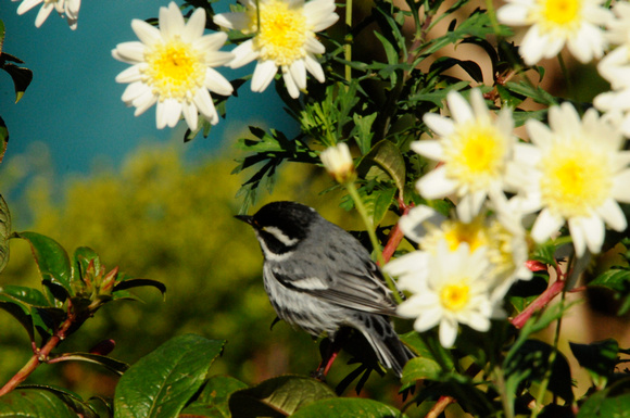 Black-throated Gray Warbler in asters