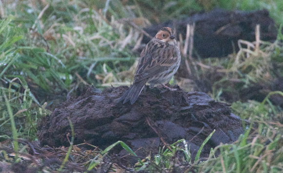 Little Bunting-sitting on top of the world!