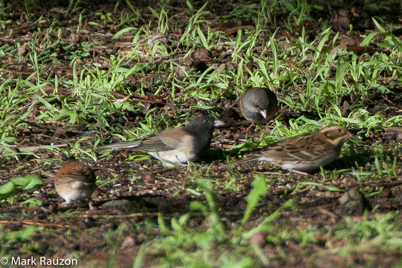 Juncos and Rustic Bunting