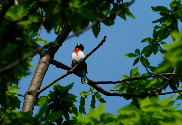 Rose-breasted Grosbeak- male singing from perch