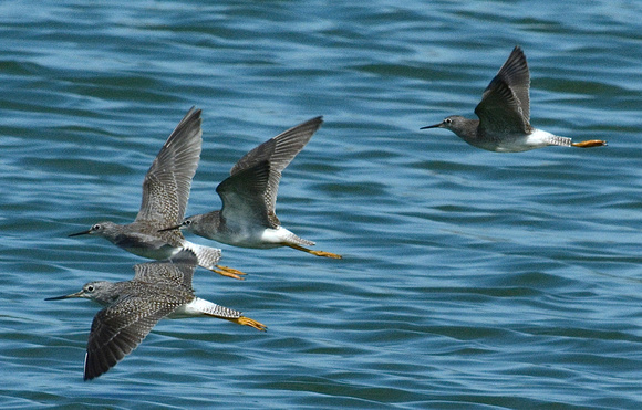 Greater and 3 Lesser Yellowlegs