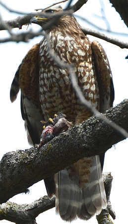 Red-shouldered Hawk juvenile w/bird prey
