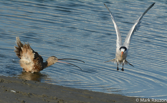 Long-billed Curlew and Elegant Tern