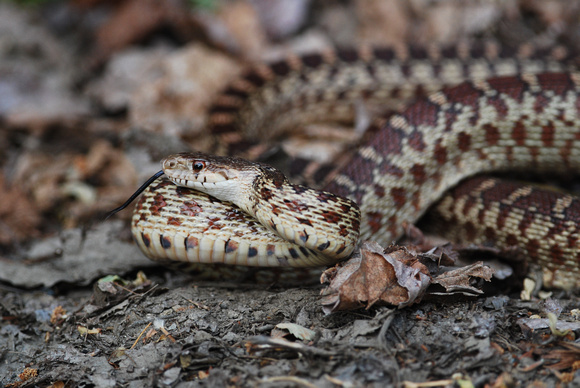 Gopher Snake {Pituophis melanoleucus)
