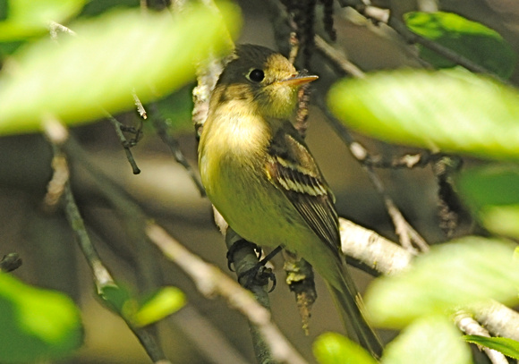 pacific-slope flycatcher
