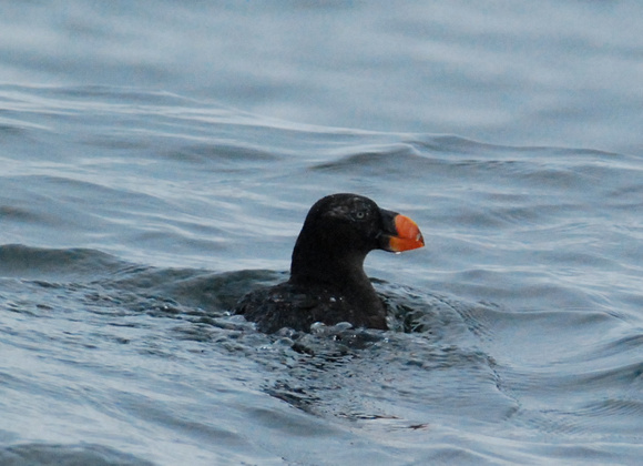 tufted puffin- winter