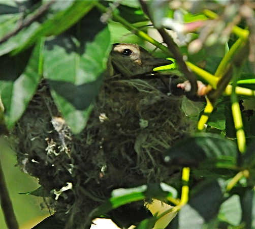 nesting warbling vireo