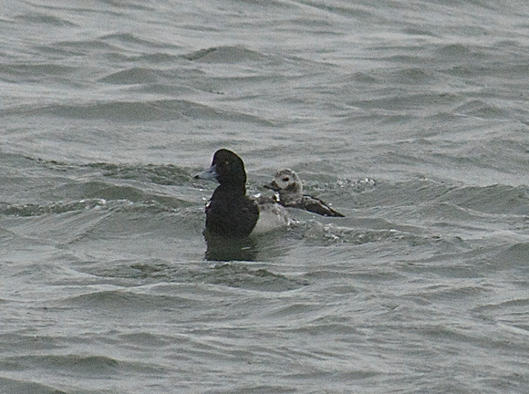 Greater Scaup & Long-tailed Duck