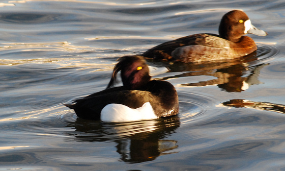 Tufted Duck, Aythya fuligula- male, with female Scaup