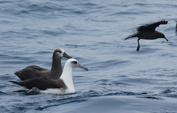 Laysan and Black-footed Albatross, & imm. Heermann's Gull