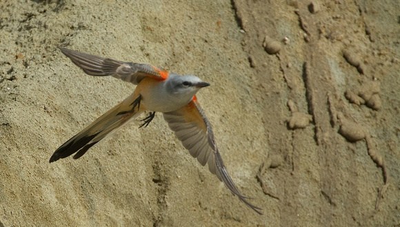 Scissor-tailed Flycatcher (Tyrannus forficatus)