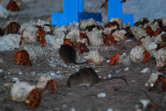 rats and crabs around Rat-Go bait station
