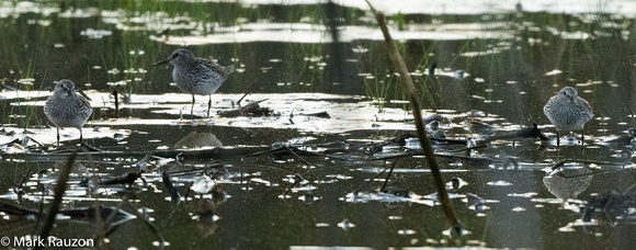 4 white-rumped sandpipers